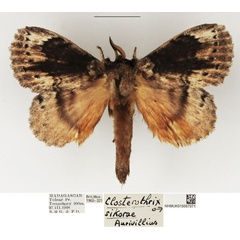 /filer/webapps/moths/media/images/S/sikorae_Closterothrix_AM_NHMUK_01.jpg