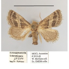 /filer/webapps/moths/media/images/A/albovenosa_Halseyia_A_MGCLa_03.JPG