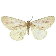 /filer/webapps/moths/media/images/R/roseovittata_Heterabraxas_HT_NHMUK.jpg