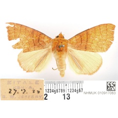 /filer/webapps/moths/media/images/A/aurantiaca_Xanthodesma_AM_BMNH_01.jpg