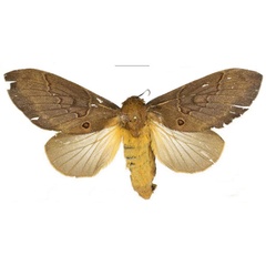 /filer/webapps/moths/media/images/K/knudlarseni_Leptometa_PTF_Mueller_02.jpg
