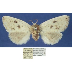 /filer/webapps/moths/media/images/A/albicilia_Salagena_AF_NHMUK.jpg