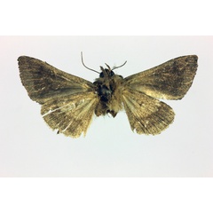 /filer/webapps/moths/media/images/A/anargyra_Trichoplusia_HT_MNHN_02.jpg