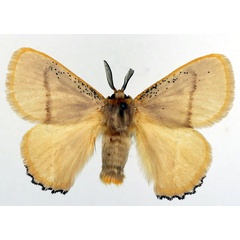 /filer/webapps/moths/media/images/N/nigrociliata_Chrysopoloma_AM_Basquin_01.jpg