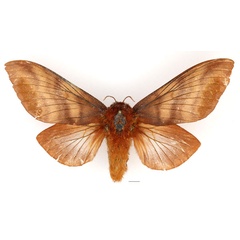 /filer/webapps/moths/media/images/B/badia_Gonometa_AF_Basquin_02.jpg