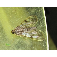 /filer/webapps/moths/media/images/N/negatalis_Glyphodes_A_Goff_02.jpg