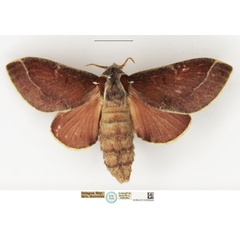 /filer/webapps/moths/media/images/P/polydora_Megasoma_STF_NHMUK.jpg