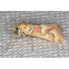 /filer/webapps/moths/media/images/P/pallidicarnea_Hypotia_A_Heyns_02.jpg