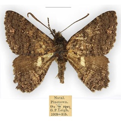 /filer/webapps/moths/media/images/H/hesperistis_Apoprogones_AM_TMSAa.jpg