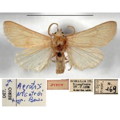 /filer/webapps/moths/media/images/N/nicotrai_Agrotis_HT_Rome.jpg