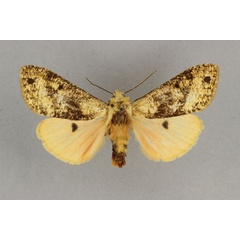 /filer/webapps/moths/media/images/M/multistrigata_Teracotona_AF_BMNH.jpg