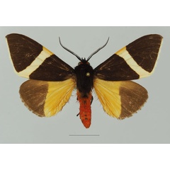 /filer/webapps/moths/media/images/S/staudingeri_Fodinoidea_AM_Basquina.jpg