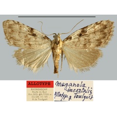 /filer/webapps/moths/media/images/I/incertalis_Meganola_AT_MNHN.jpg