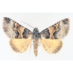 /filer/webapps/moths/media/images/M/metaxantha_Tytroca_AM_TMSA_02.jpg