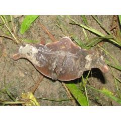/filer/webapps/moths/media/images/M/mirabilis_Carnegia_A_Goff_02.jpg