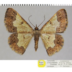 /filer/webapps/moths/media/images/P/platycephala_Zamarada_PTF_ZSM.jpg