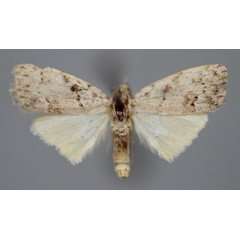 /filer/webapps/moths/media/images/T/triangulalis_Nola_A_BMNH.jpg