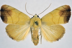 Xanthodes albago