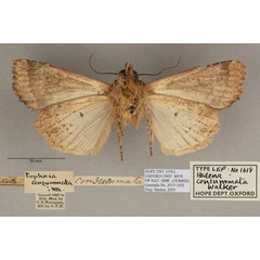 /filer/webapps/moths/media/images/C/consummata_Hadena_HT_OUMNH_02.jpg