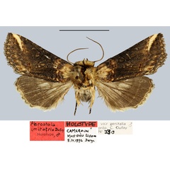 /filer/webapps/moths/media/images/I/imitatrix_Abrostola_HT_MNHN.jpg