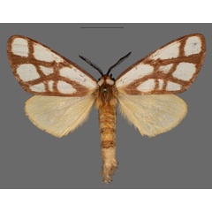 /filer/webapps/moths/media/images/R/reticulata_Anaphe_AF_Mueller.jpg