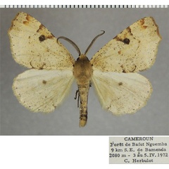 /filer/webapps/moths/media/images/A/aemoniaria_Odontopera_AM_ZSMa.jpg