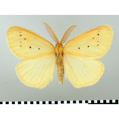 /filer/webapps/moths/media/images/S/setinoides_Crorema_AM_TMSA_03.jpg