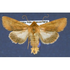 /filer/webapps/moths/media/images/X/xanthiata_Heliothis_AM_Schellhorn.jpg