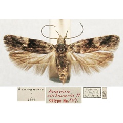 /filer/webapps/moths/media/images/C/carbonaria_Anarsia_ST_TMSA.jpg