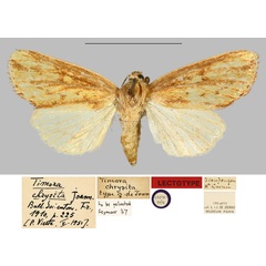 /filer/webapps/moths/media/images/C/chrysita_Timora_LTF_MNHNa.jpg