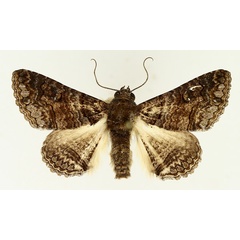 /filer/webapps/moths/media/images/A/atrifusa_Pericyma_AM_TMSA_01.jpg