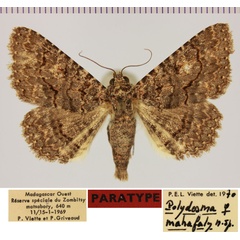 /filer/webapps/moths/media/images/M/mahafaly_Polydesma_PTF_MNHN.jpg