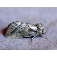/filer/webapps/moths/media/images/C/castanea_Diparopsis_A_Roland_01.jpg