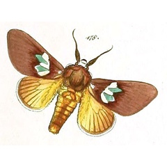 /filer/webapps/moths/media/images/F/florifera_Sibina_HT_HS_60-178.jpg