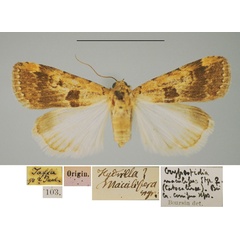 /filer/webapps/moths/media/images/M/maculifera_Hydrilla_LT_ZMHB.jpg