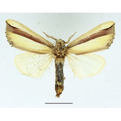 /filer/webapps/moths/media/images/V/vittata_Antheua_AM_Basquin_02.jpg