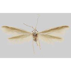 /filer/webapps/moths/media/images/S/sandveldensis_Coleophora_PTF_MfN.jpg