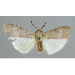 /filer/webapps/moths/media/images/C/cineracea_Archistilbia_HT_RMCA.jpg