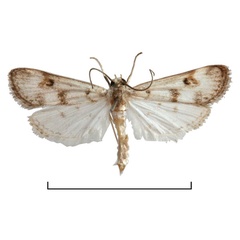 /filer/webapps/moths/media/images/P/plumbefusalis_Parapoynx_A_Agassiz_01.jpg