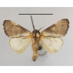 /filer/webapps/moths/media/images/M/mgcl1135764_plumitarsus_Polelassothys2.JPG