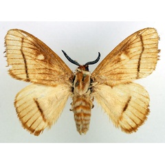 /filer/webapps/moths/media/images/B/bartschi_Strigivenifera_AM_Basquin_01.jpg