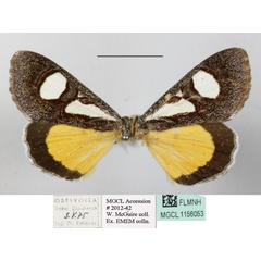 /filer/webapps/moths/media/images/T/trimenii_Agoma_A_MGCLa_02.JPG