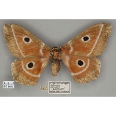 /filer/webapps/moths/media/images/M/menippe_Saturnia_ST_OUMNH_01.jpg