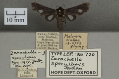 Zarachella specularis