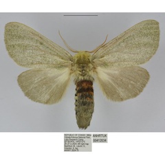 /filer/webapps/moths/media/images/L/lobo_Antheua_PTF_ANHRT.jpg