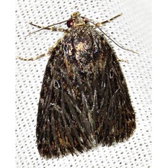 /filer/webapps/moths/media/images/C/carcaroda_Hadjina_A_Braun_02.jpg