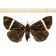 /filer/webapps/moths/media/images/V/vidua_Dichromia_A_DePrins.jpg