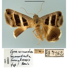 /filer/webapps/moths/media/images/S/somaliensis_Grammodes_HT_MSNM.jpg