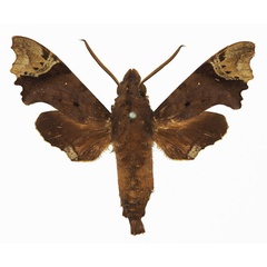 /filer/webapps/moths/media/images/A/apiciplaga_Temnora_AM_Basquin_01a.jpg