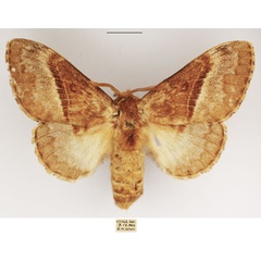 /filer/webapps/moths/media/images/A/affinis_Schausinna_AF_TMSA.jpg